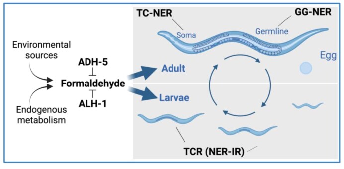 Figure 7.