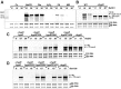<b>FIG. 4.</b>
