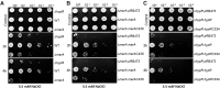 <b>FIG. 11.</b>
