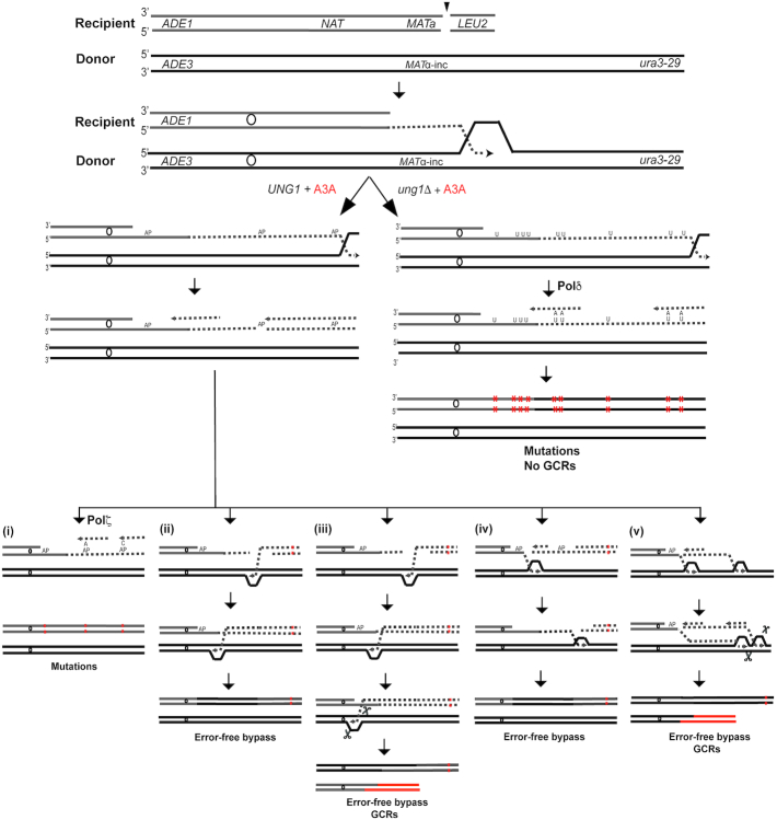 Figure 7.