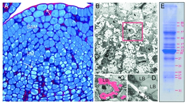 Figure 1.