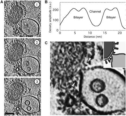 Figure 6