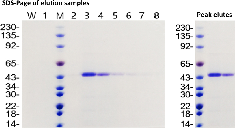 Supplemental Figure S1