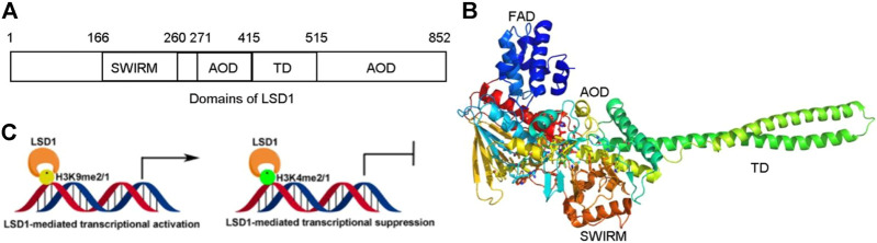 FIGURE 1