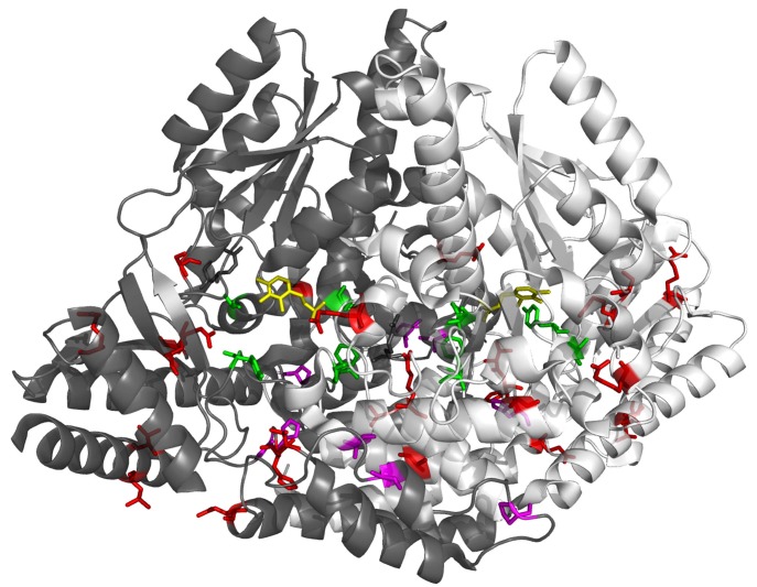 Fig. (1). Overview of DDC pathogenic mutation sites