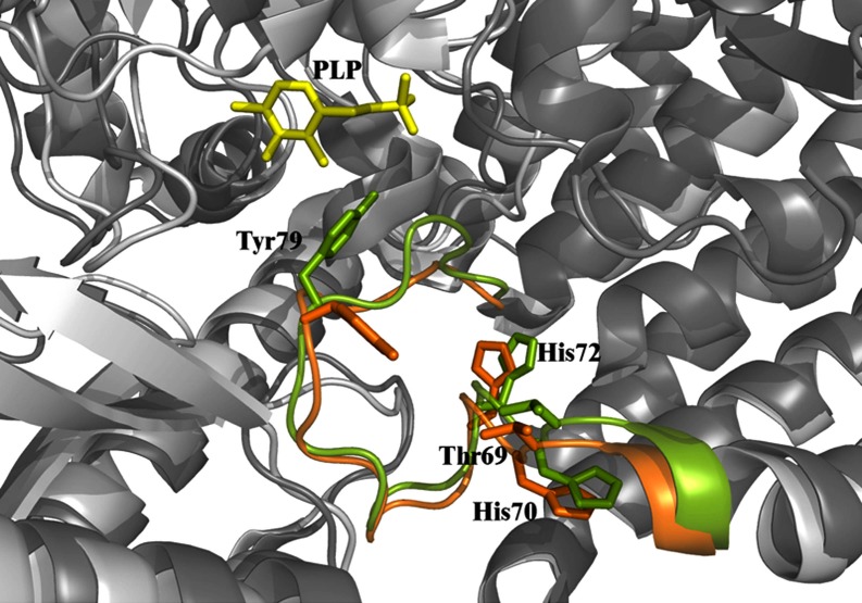 Fig. (2). Pathogenic mutation sites belonging to the loop 66-84