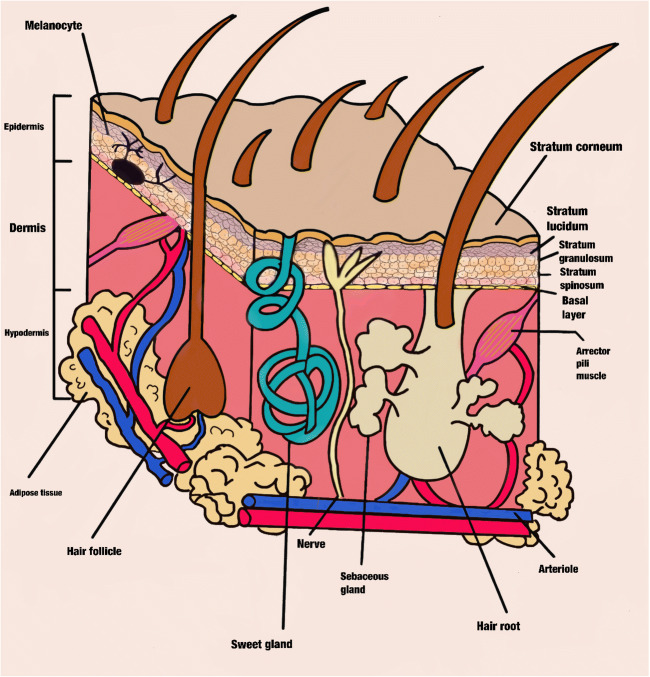 Fig. 1