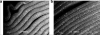Fig. 20