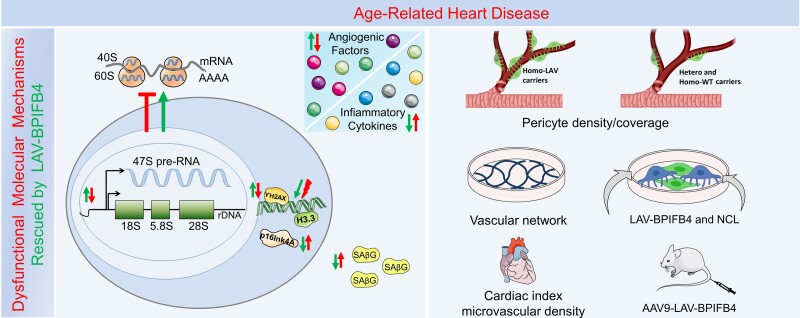 Graphical Abstract