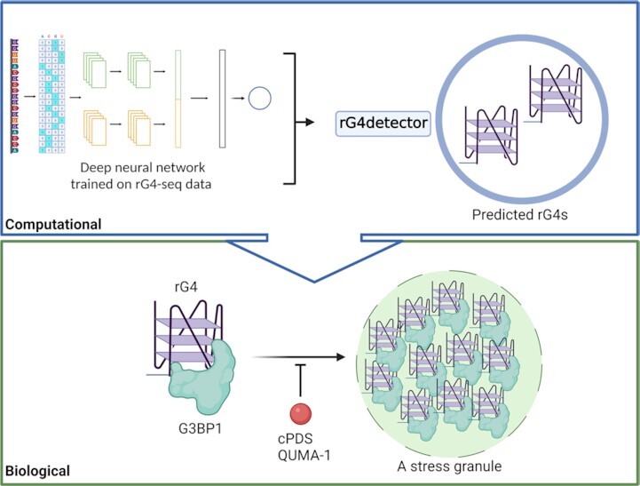 Graphical Abstract