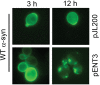 Figure 6.