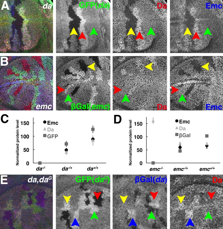 Figure 2—figure supplement 1.