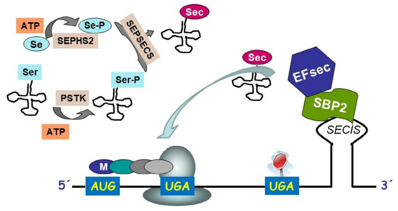 Fig. 2.