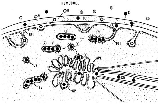 FIG. 6