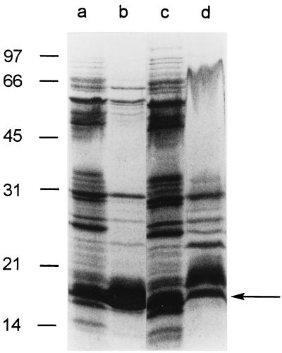 FIG. 7