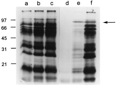 FIG. 1