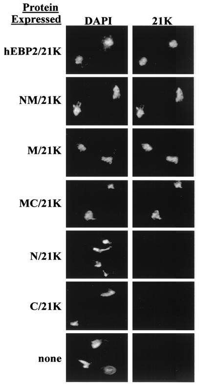 FIG. 5.