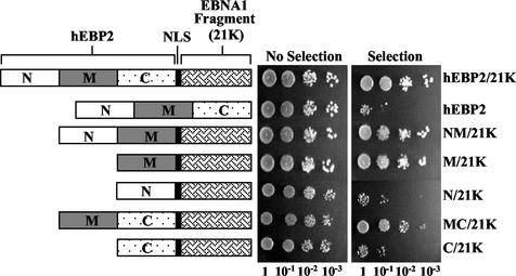 FIG. 4.