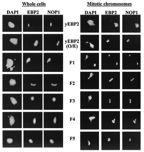 FIG. 8.