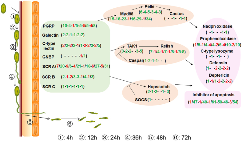 Figure 6