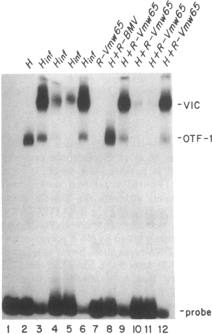 graphic file with name pnas00296-0129-a.jpg