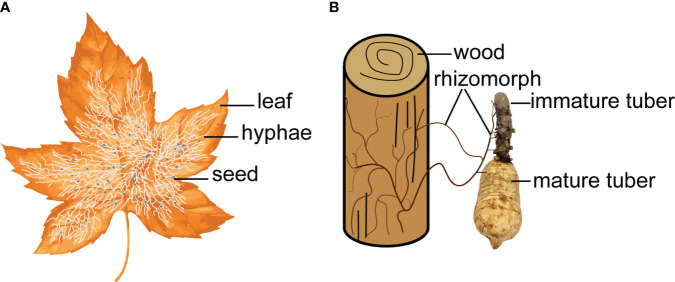 Figure 2