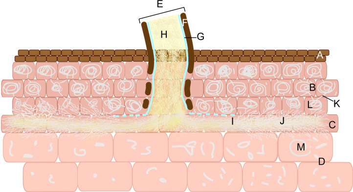 Figure 5