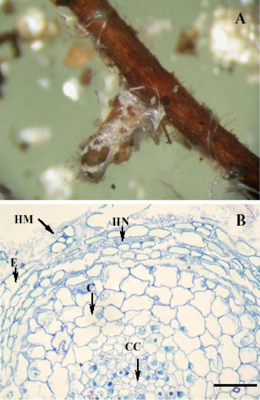 Fig. 2