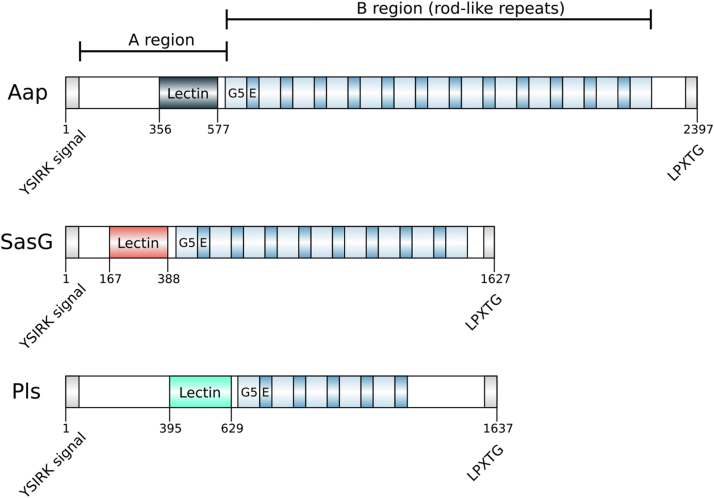 Figure 1