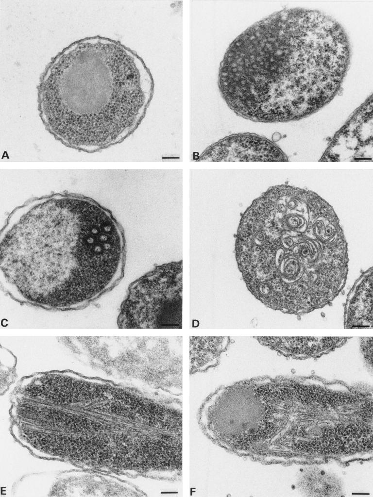 FIG. 7