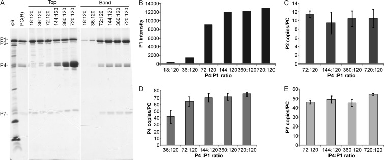 Fig 4