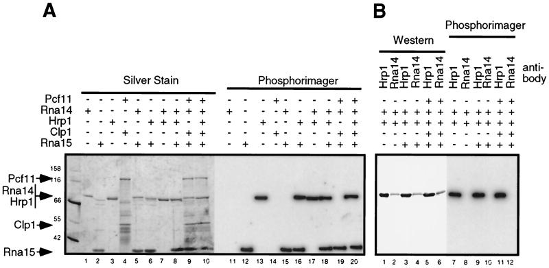 FIG. 1