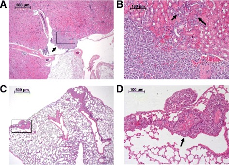 Fig. 9