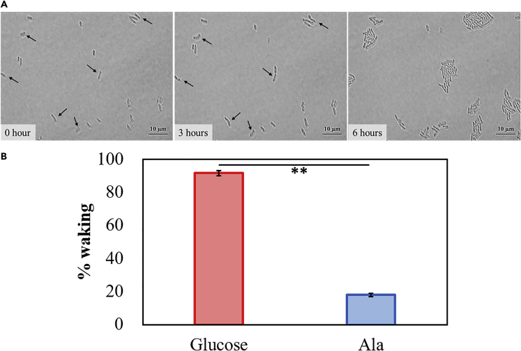 Figure 4