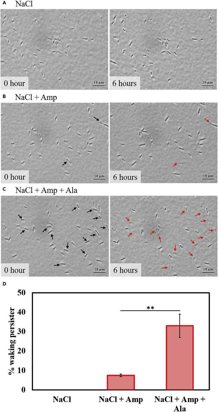 Figure 2