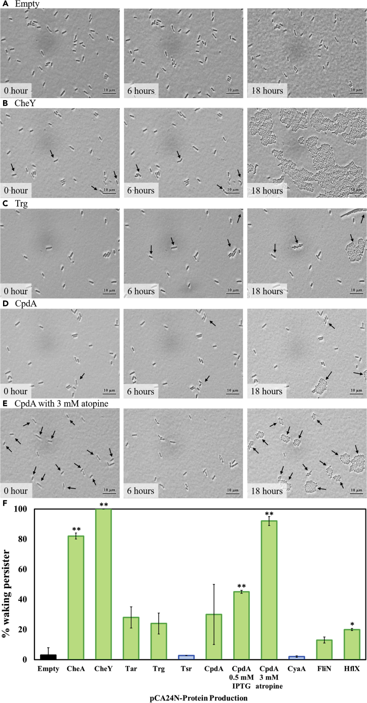 Figure 3