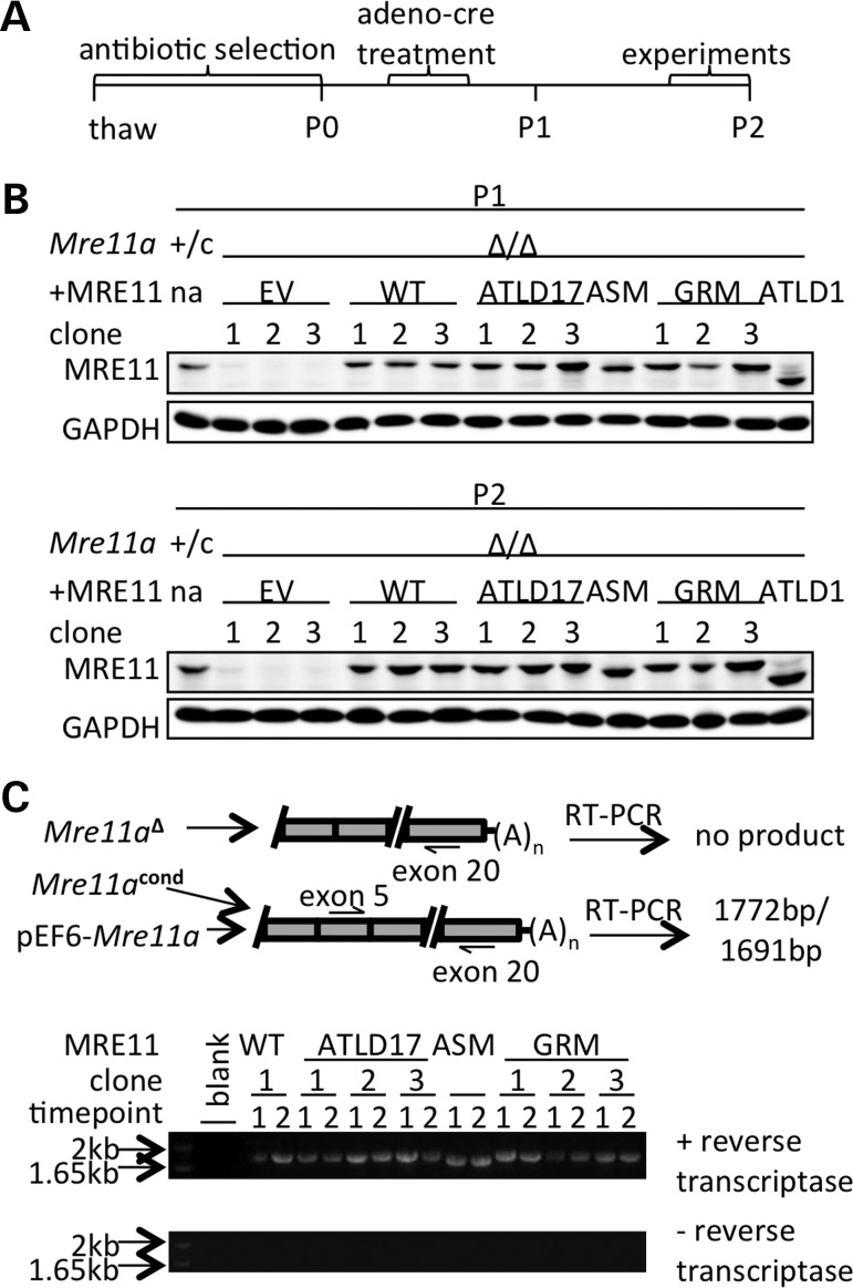 Figure 2.