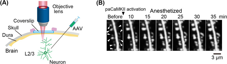 Figure 5 