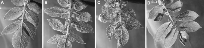 Fig. 4