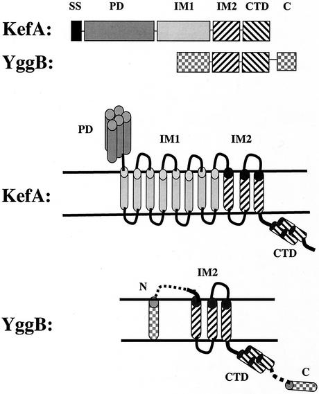 FIG. 7.