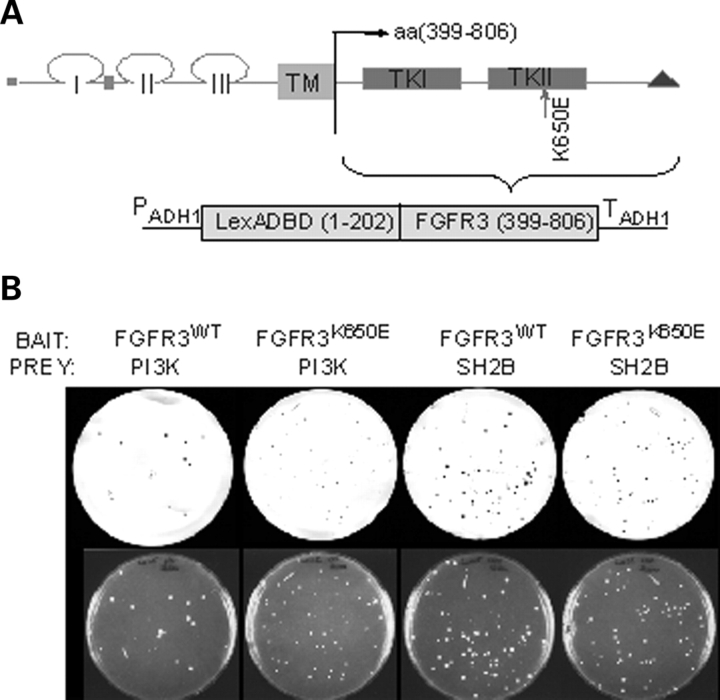 Figure 1.