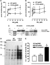 <b>FIG. 1.</b>