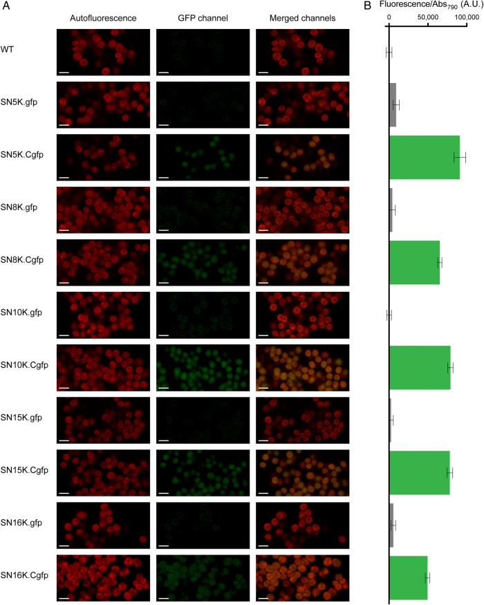 Figure 4.