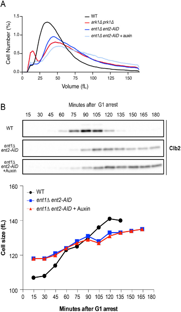 FIGURE 5: