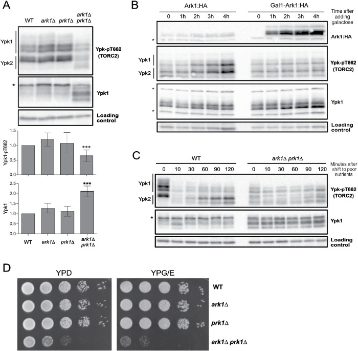 FIGURE 1: