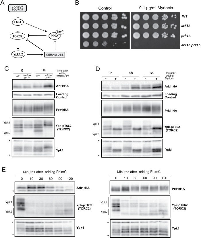 FIGURE 3: