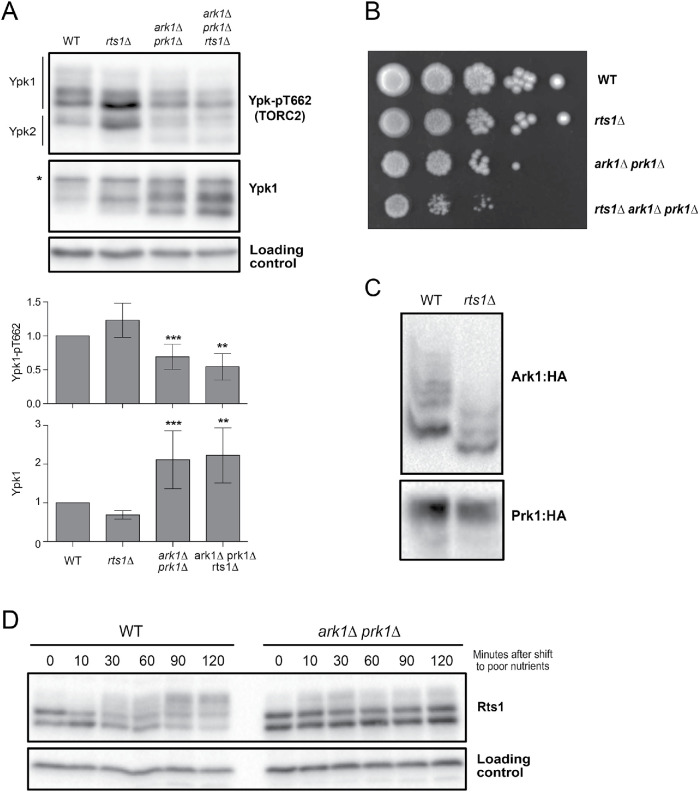 FIGURE 4: