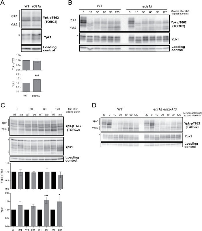 FIGURE 6: