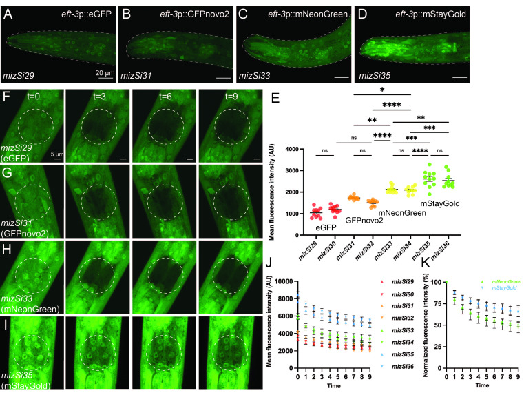 
Figure 1. Comparison among green fluorescent proteins in
C. elegans

