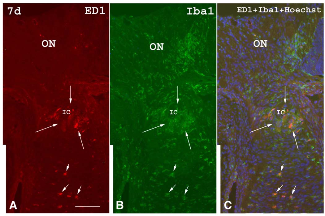 Fig. 7